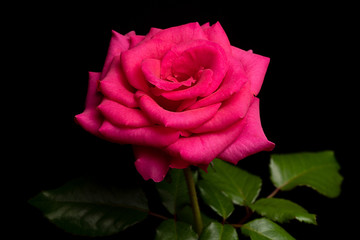 Single Pink Rose Flower isolated on Black Background