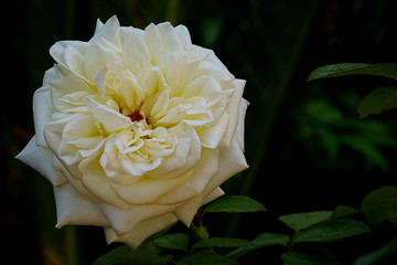 Single White Rose Flower Offset on Leafy Backgound