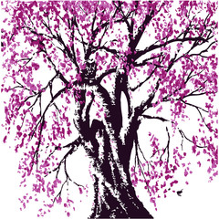 Sakura tree in bloom. Cherry blossom