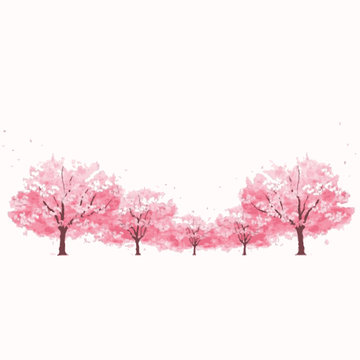 Sakura tree in bloom. Cherry blossom