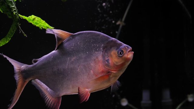 One piranha swims in a freshwater aquarium, piranha eats shrimp