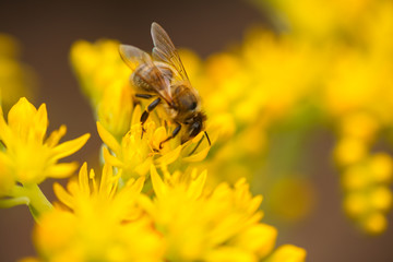 honeybee collects nectar and pollen from yellow flowers Sedum acre, goldmoss, mossy or biting stonecrop, goldmoss sedum, stonecrop and wallpepper growing in a flowerbed in the garden.