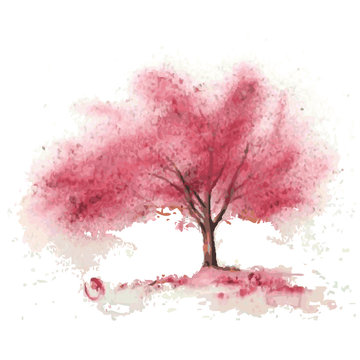 Sakura tree in bloom. Cherry blossom