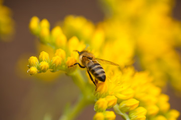 honeybee collects nectar and pollen from yellow flowers Sedum acre, goldmoss, mossy or biting stonecrop, goldmoss sedum, stonecrop and wallpepper growing in a flowerbed in the garden.