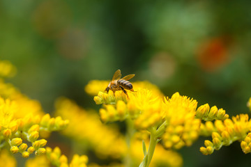 honeybee collects nectar and pollen from yellow flowers Sedum acre, goldmoss, mossy or biting stonecrop, goldmoss sedum, stonecrop and wallpepper growing in a flowerbed in the garden.