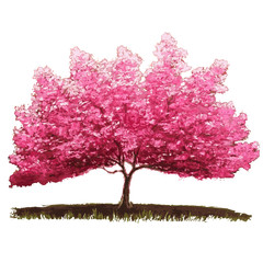 Fototapeta premium Sakura tree in bloom. Cherry blossom