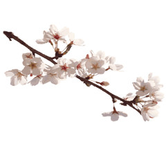 Sakura flower on branch in bloom. Cherry blossom