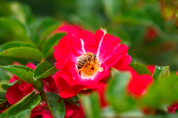 Bee on white rose. Bee near the pistil rose. Collect pollen from garden roses.