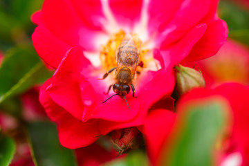 Bee on white rose. Bee near the pistil rose. Collect pollen from garden roses.