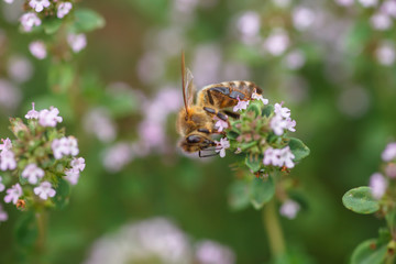 A honeybee collects nectar and pollen from yellow flowers growing in a flowerbed in the garden.