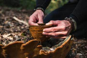 closeup of hands holding fomes fomentarius tinder fungus