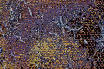Wax moth larvae on an infected bee nest. cover of the hive is infected with a wax moth. family of bees is sick with a wax moth.