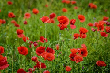 field of red poppies