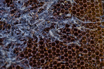 Wax moth larvae on an infected bee nest. cover of the hive is infected with a wax moth. family of bees is sick with a wax moth.