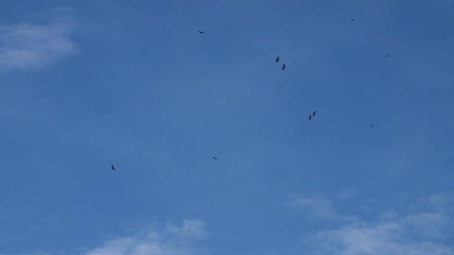 birds flying on the sky