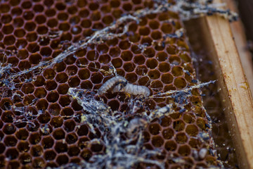 Wax moth larvae on an infected bee nest. cover of the hive is infected with a wax moth. family of bees is sick with a wax moth.