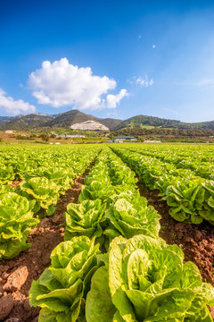 Spain, Andalucia, Zaffaraya valley, field of Lettuce