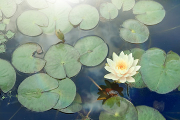 Beautiful blooming waterlily and leaves on water surface