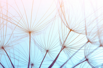Dandelion seeds on color background, close up