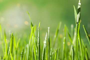 Green wheat grass with dew drops on blurred background, closeup