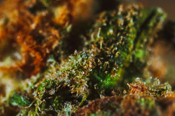 Medical Cannabis CBD THC Trichomes - macro view.