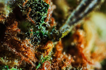 Medical Cannabis CBD THC Trichomes - macro view.