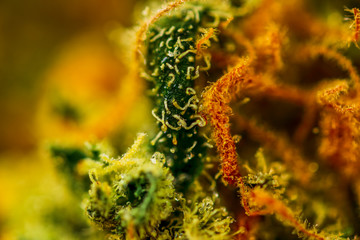 Medical Cannabis CBD THC Trichomes - macro view.