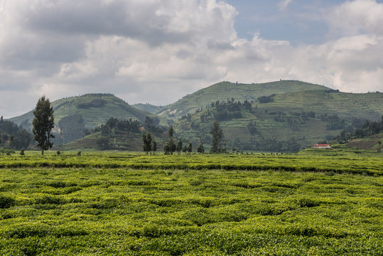 Rwanda, view to tea plantation with Virunga mountains in the background