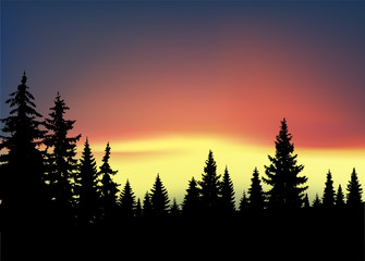 Silhouette of coniferous trees on the background of colorful sky. Aurora.