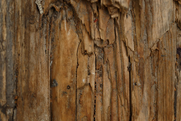 Tree structure close-up. Natural photo of bark, branch, log.