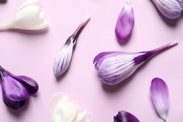 Obraz na płótnie Canvas Flat lay composition with spring crocus flowers on color background
