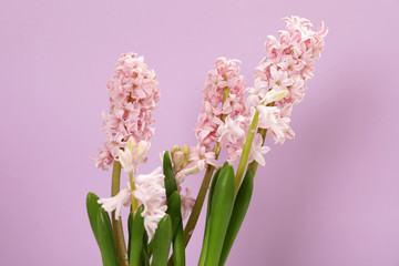 Obraz premium Beautiful spring hyacinth flowers on color background
