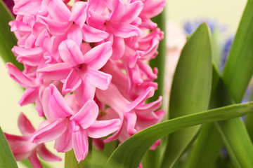 Closeup view of beautiful spring hyacinth flowers