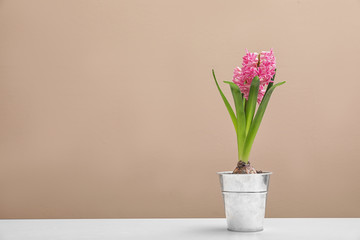 Beautiful hyacinth in metal bucket on table against color background, space for text. Spring flowers