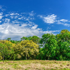 Copse of old trees in a park.