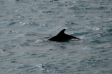 Harbour porpoises, Istanbul, Turkey