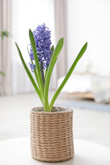 Beautiful hyacinth in wicker pot on table indoors. Spring flower