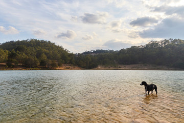black dog on the shore of a lake