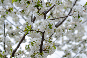 Cherry branches full of white flowers