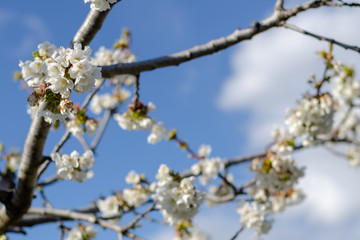 Cherry branches blooming over blue sky