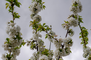 Cherry branches in full spring flowering