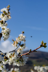 Cherry branches blooming over blue sky. Springtime.