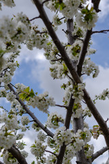 Cherry branches in full spring flowering over blue sky
