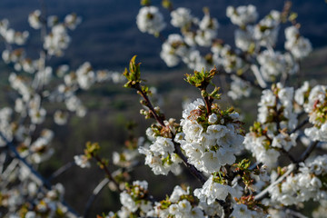 Flowering cherry branch on cherry branches background