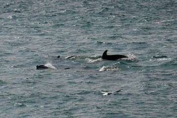Fototapeta premium Harbour porpoises, Istanbul, Turkey