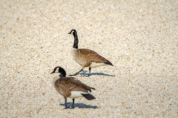 canada goose on pea gravel
