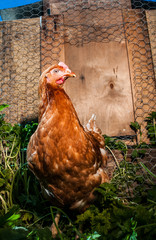 Free range egg laying Hen roaming outside the chicken coop