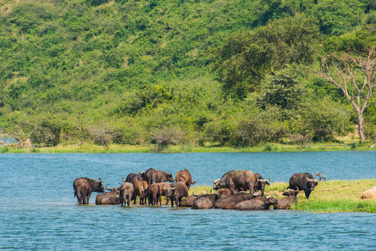 Africa, Uganda, Cape buffaloes, Syncerus caffer, Queen Elizabeth National Park