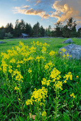 Flowering Bittercress, Herb Barbara (Barbarea vulgaris) in the meadow.
