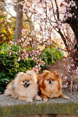 Cute Pomeranian. Happy dog of Pomeranian Play on the lawn.